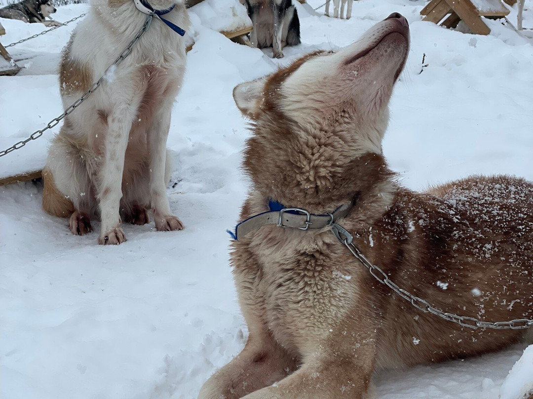 Folgefonna Husky Camp景点图片