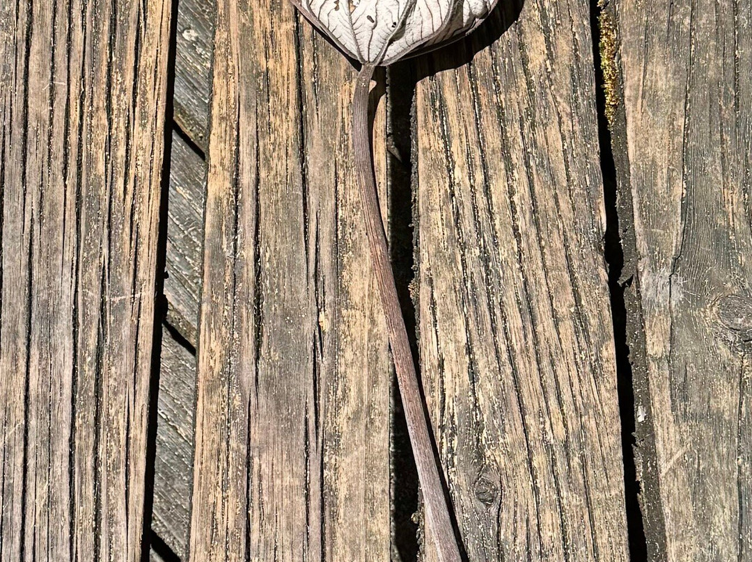 Manuel Antonio, Costa Rica-Savegre必去景点