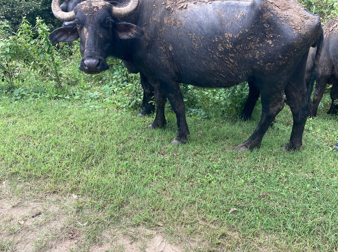 Asia Ceylon-卡卢特勒必去景点