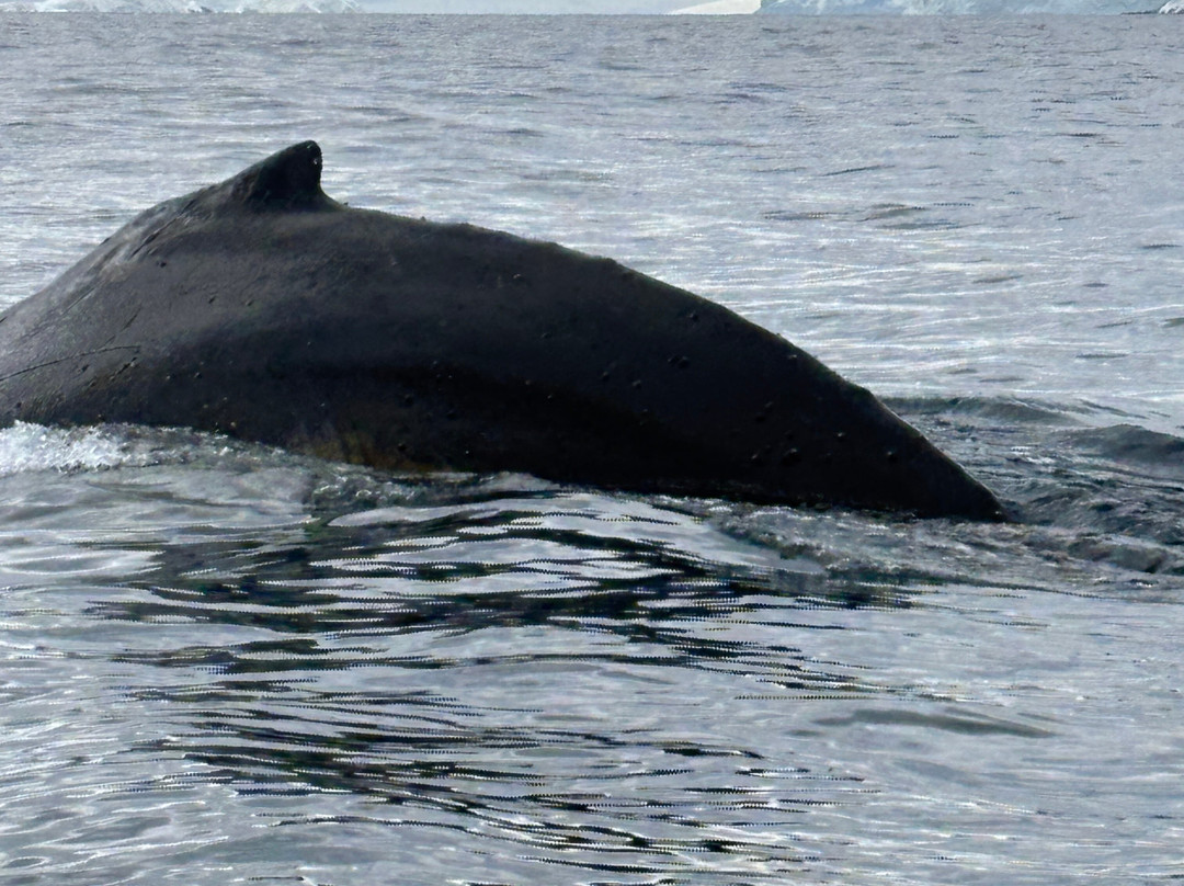 Deception Island-Antarctic Peninsula必去景点