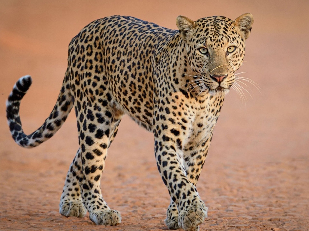 Yala Shenu Safari Inn