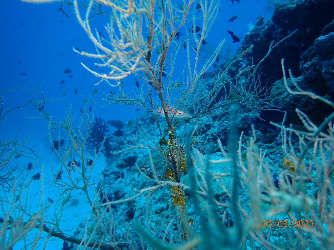 Dharavandhoo Divers景点图片