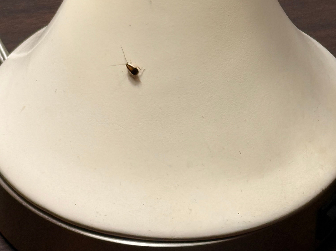 Howard Johnson By Wyndham Ocala Fl I-75主图