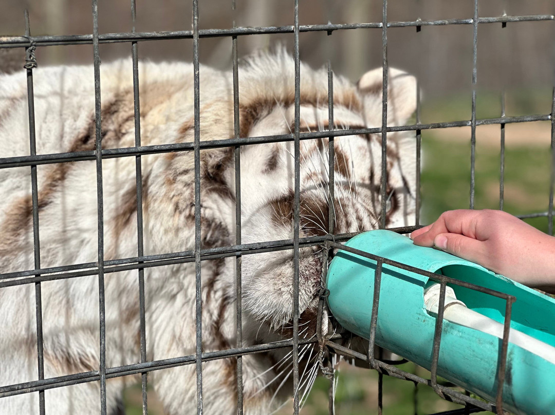 National Tiger Sanctuary-Saddlebrooke必去景点