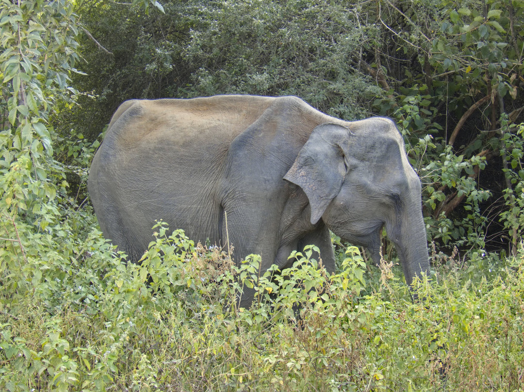 Lanka Tracker - Day Tours景点图片