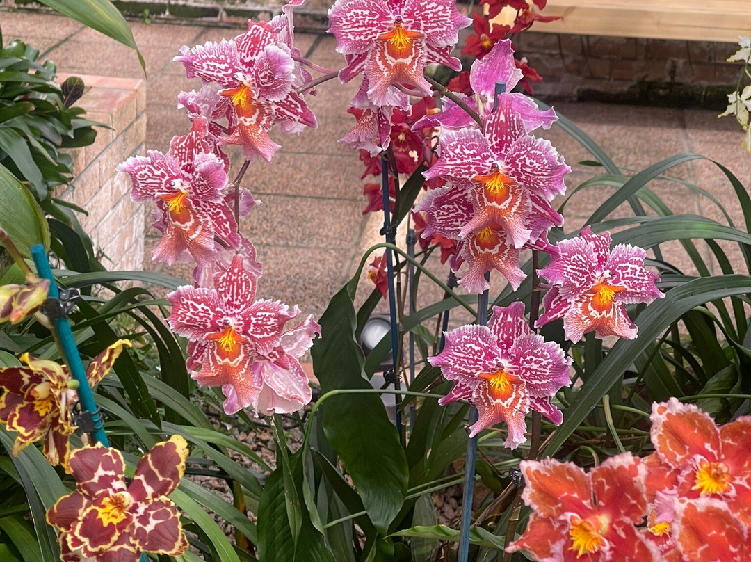 Eric Young Orchid Foundation景点图片