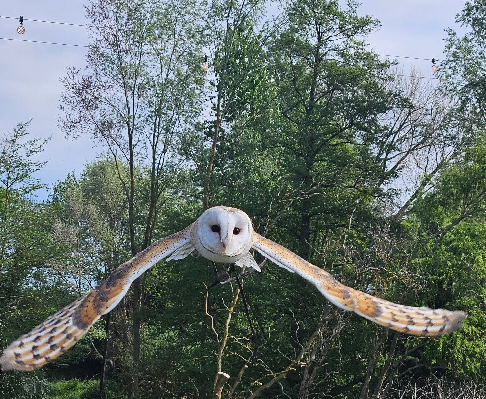 Lavenham Falconry景点图片