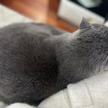 猫猫精灵