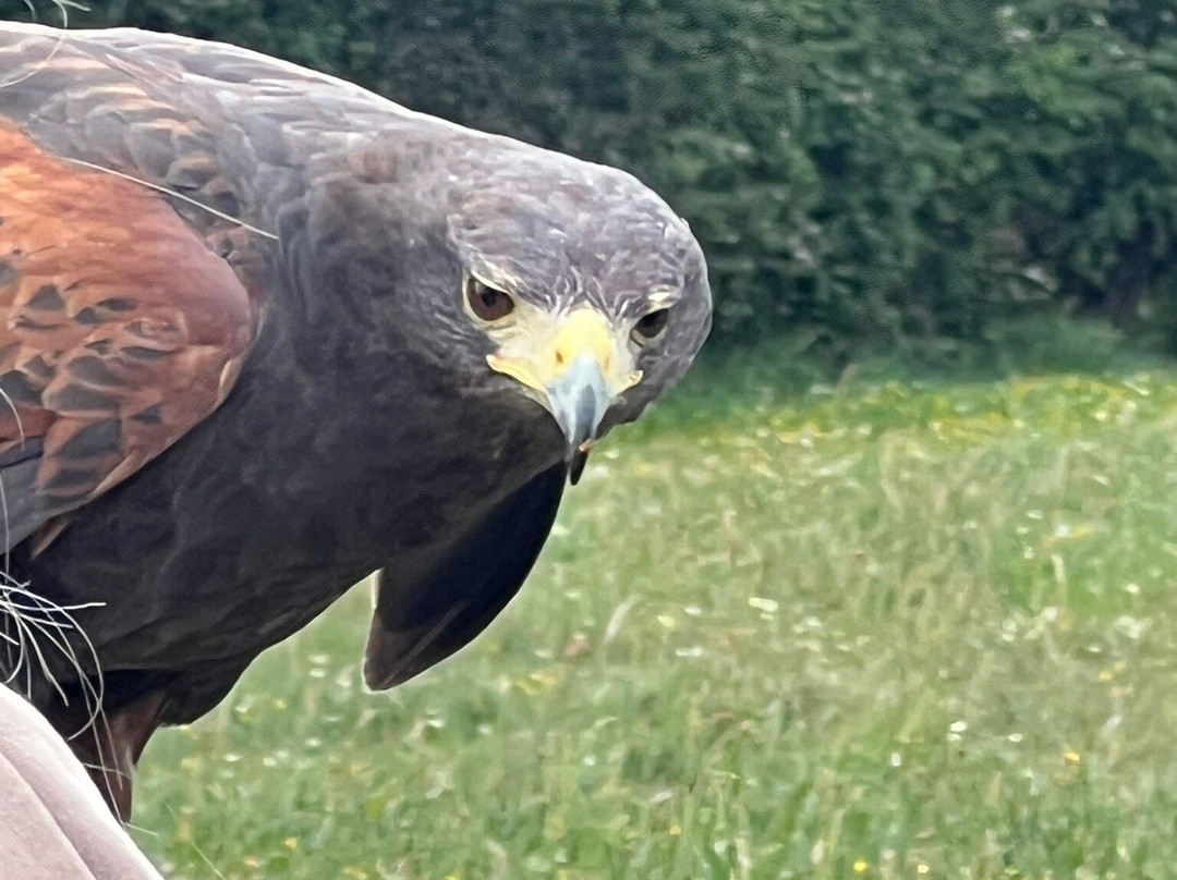 Mercer Falconry Raptor Park-Farnsfield必去景点