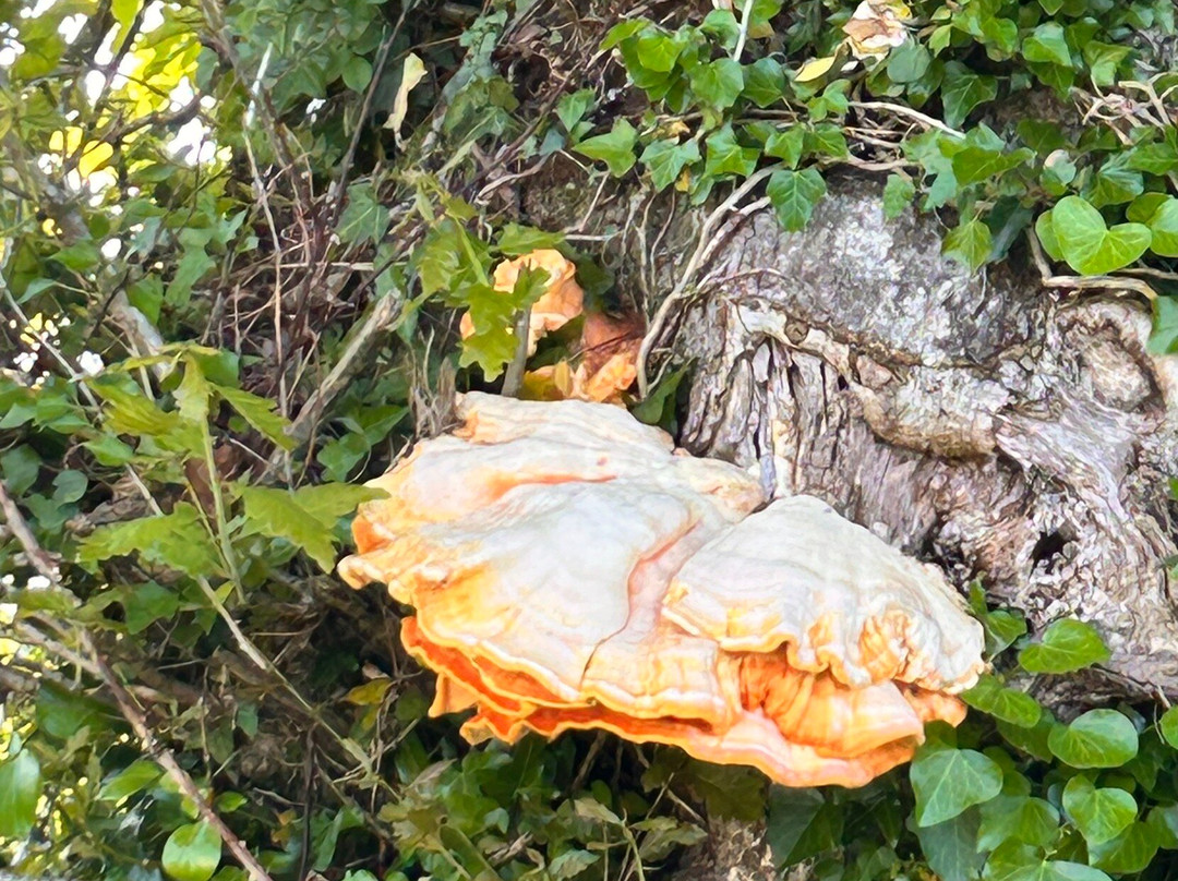 Forage Pembrokeshire景点图片