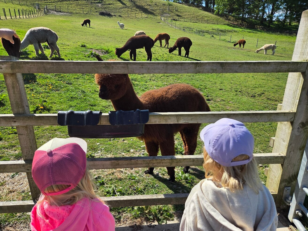 Wreay Syke Alpacas景点图片