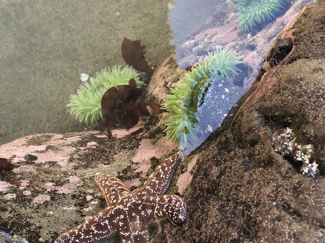 Second Beach Trail-奥林匹克国家公园必去景点