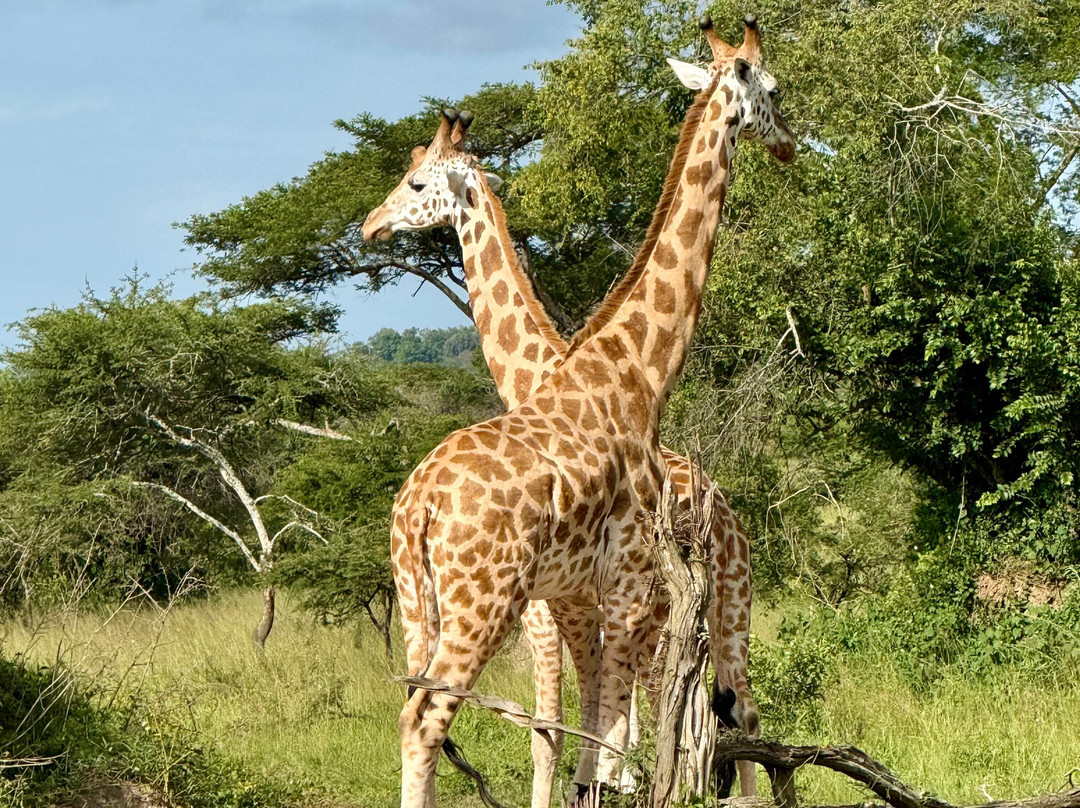 Mukiza Gorilla Expeditions-Kanungu必去景点