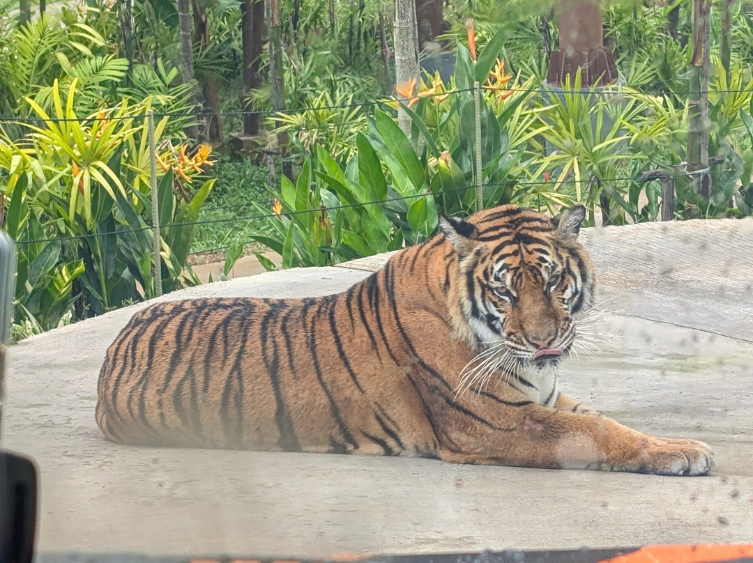 Tiger PARK Phuket-查龙必去景点