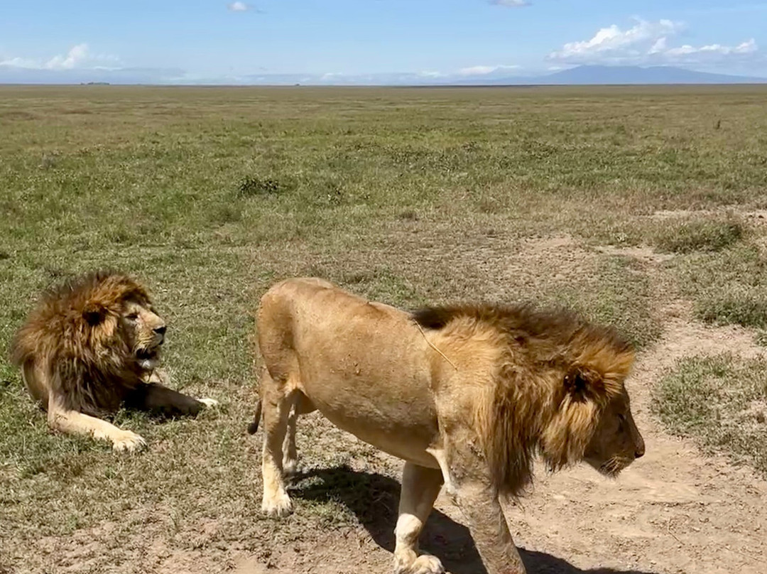 Zara Tanzania Adventures景点图片