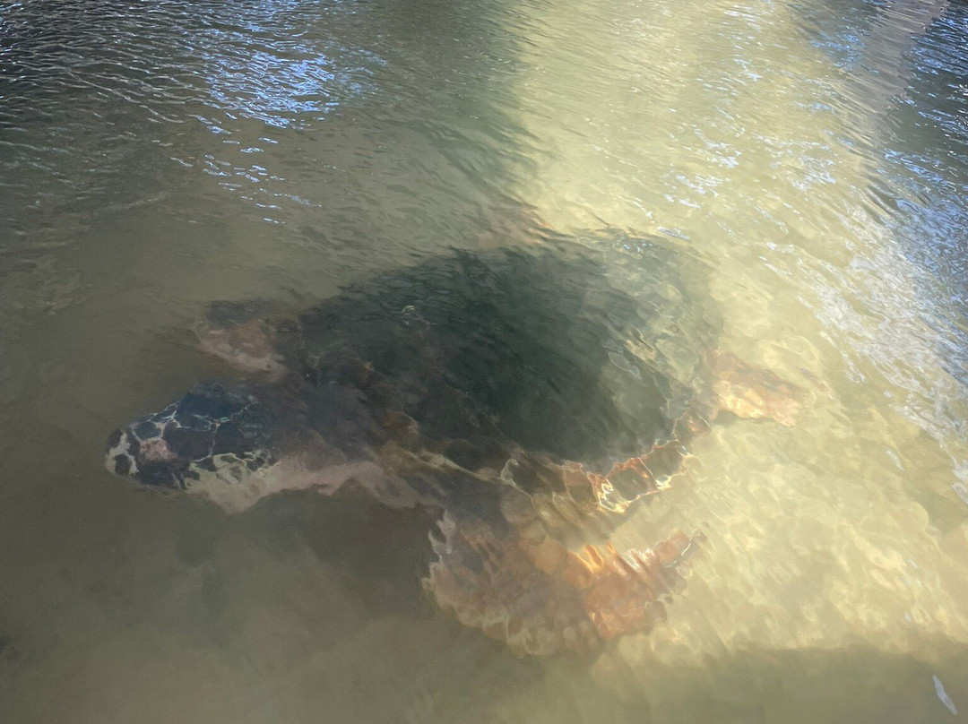 Induruwa Sea Turtle Conservation Project & Sea Turtle Information Center景点图片