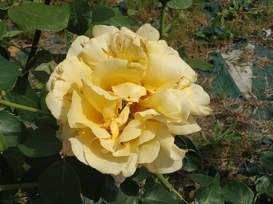 Roseto Vacunae Rosae景点图片