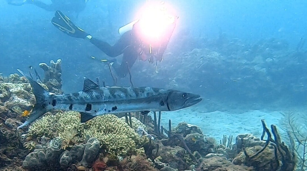 Tropicalsub Diving-Deshaies必去景点