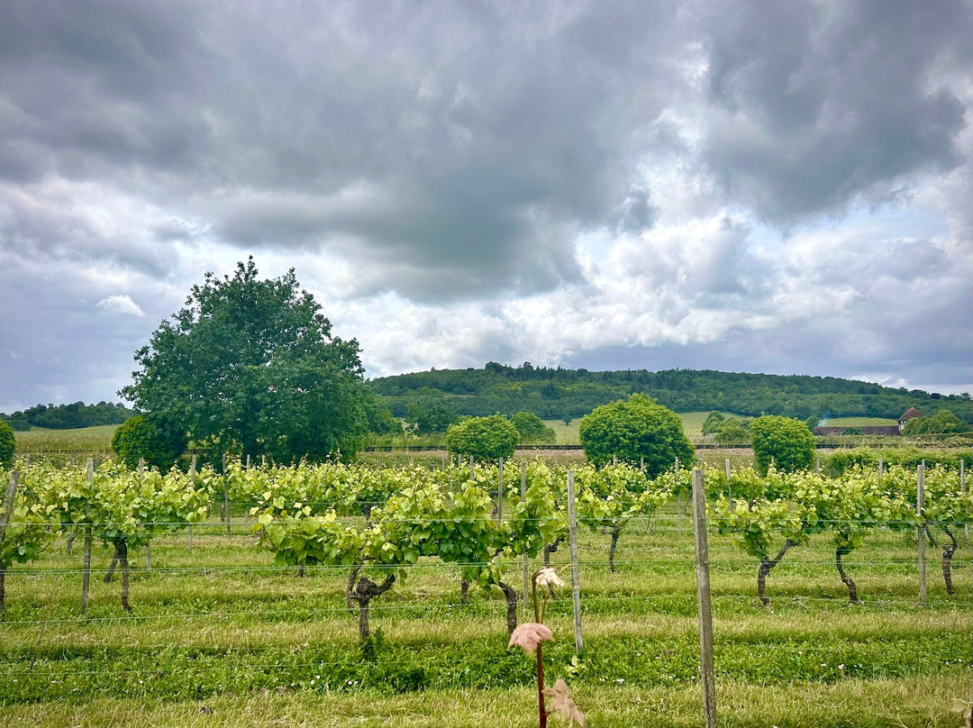 Denbies Wine Estate Ltd景点图片