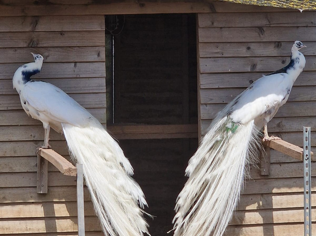 Peacocks Uk-Kempsey必去景点