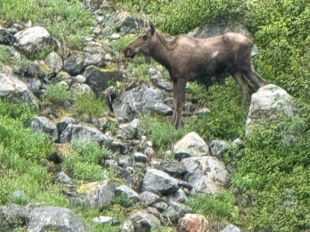 Stikine River-Wrangell必去景点