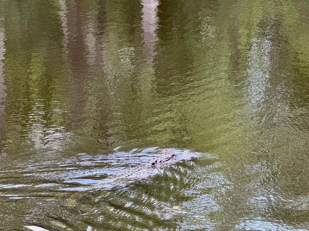 Beyond the Bayou-新奥尔良必去景点
