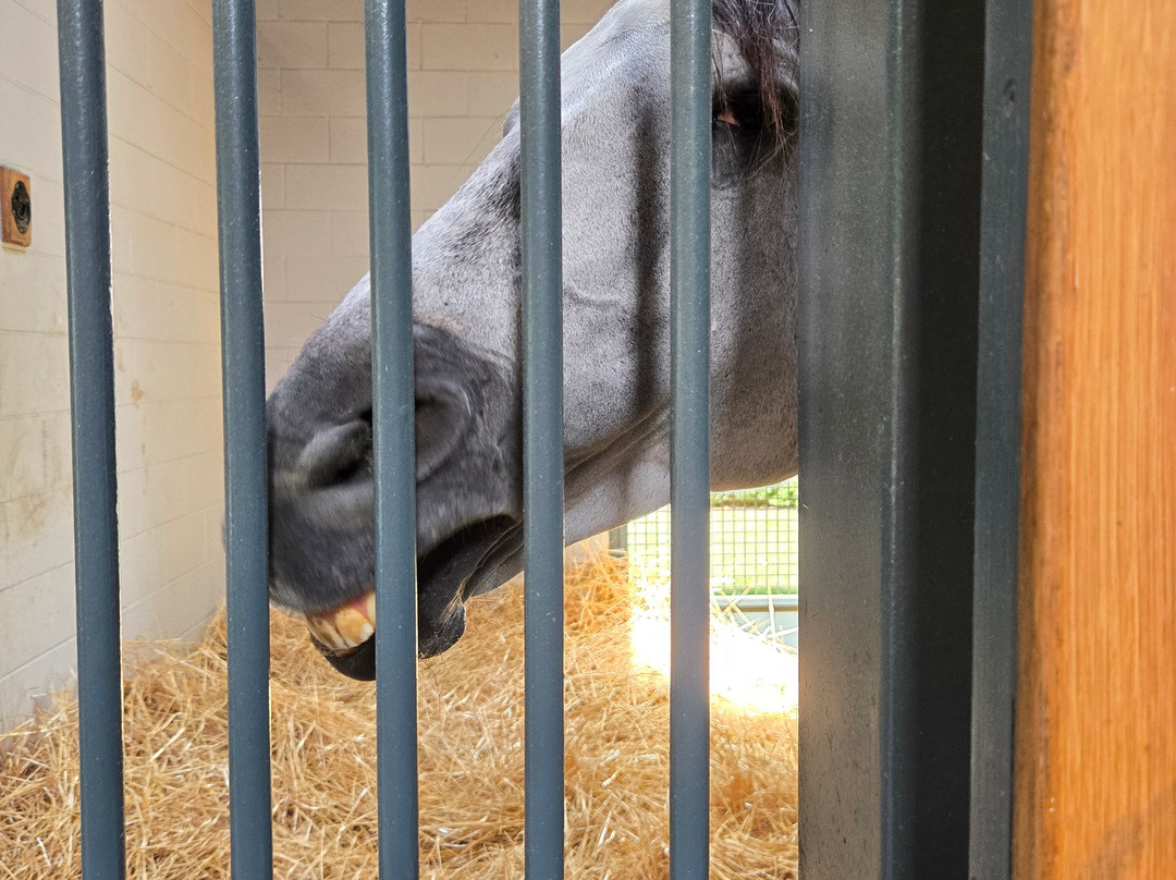 Godolphin-列克星敦必去景点