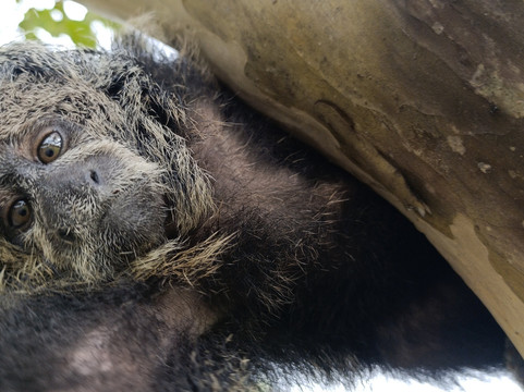 Coya - Amazonas Jungle Tour-莱蒂西亚必去景点