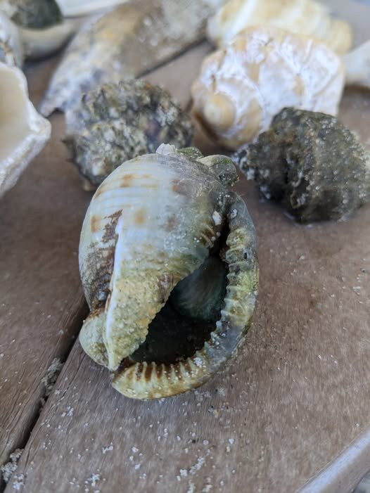 Family Water Adventures-Hatteras必去景点