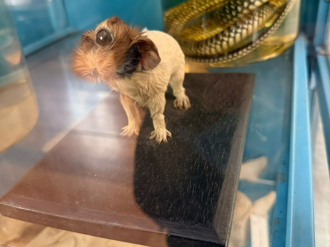 Museo Fray Enrique Mideros-巴尼奥斯必去景点