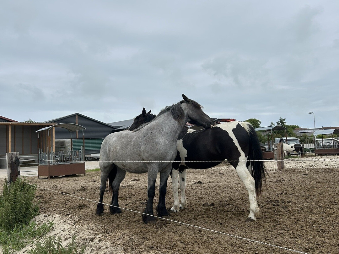 Terpstra Huifkartochten & Paardrijden-Hoorn必去景点