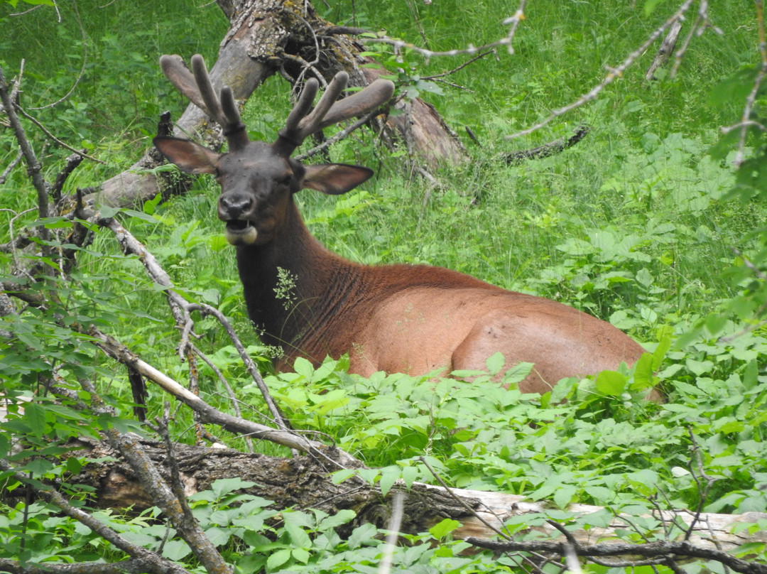 Sullys Hill National Game Preserve-Saint Michael必去景点