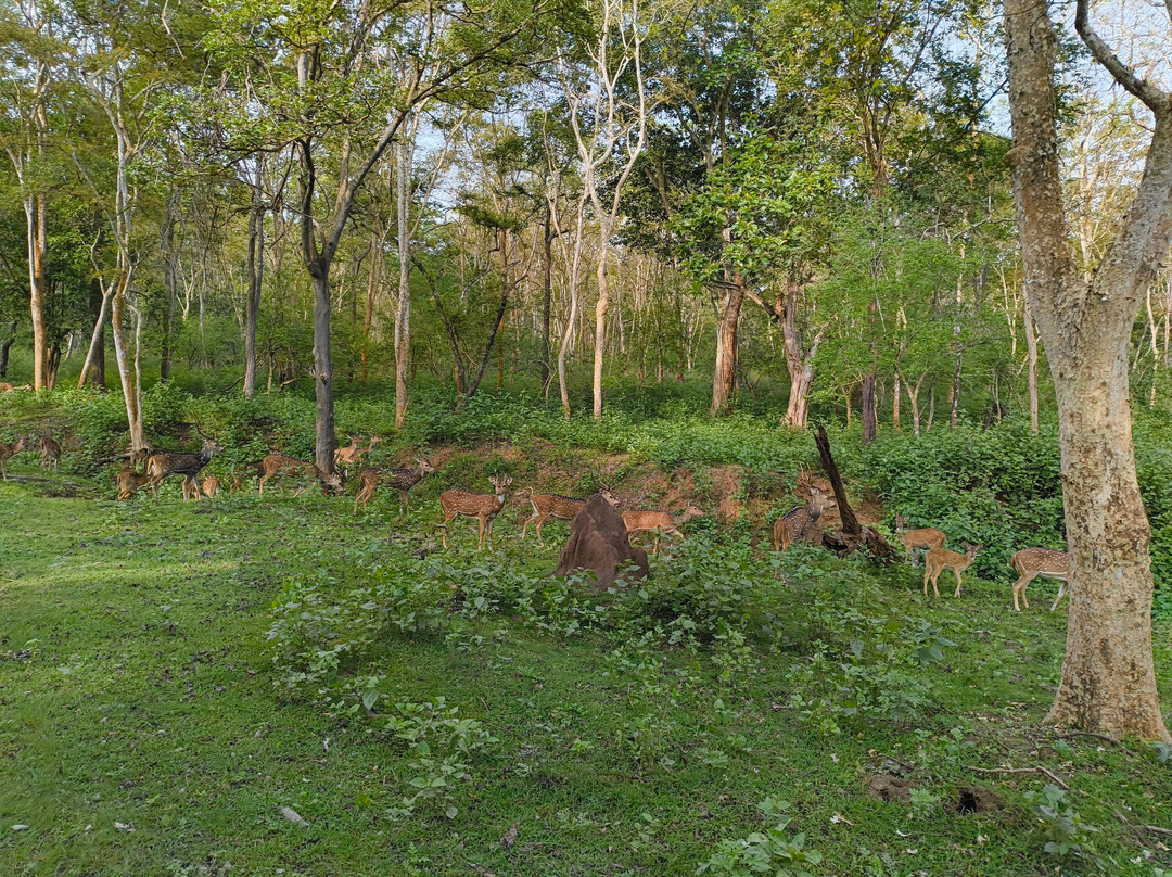 Nagarhole National Park-Hunsur必去景点