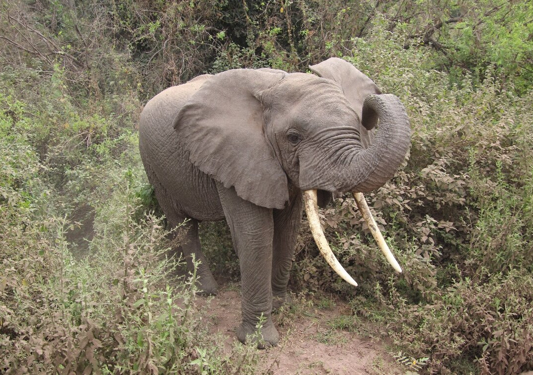 Bestday Safaris-阿鲁沙必去景点