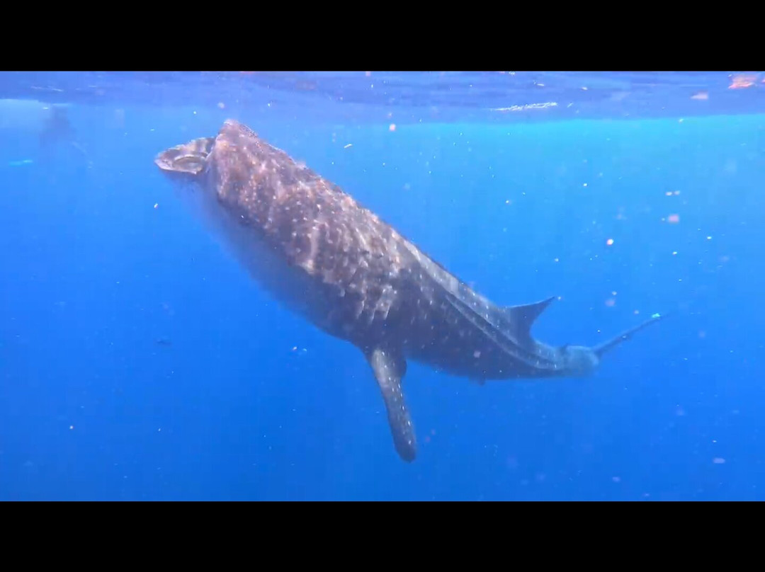 Isla Mujeres Boats-女人岛必去景点
