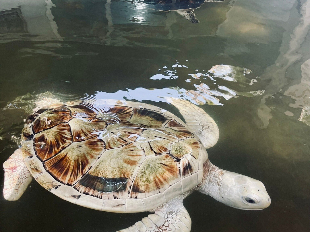 Induruwa Sea Turtle Conservation Project & Sea Turtle Information Center-因都鲁瓦必去景点