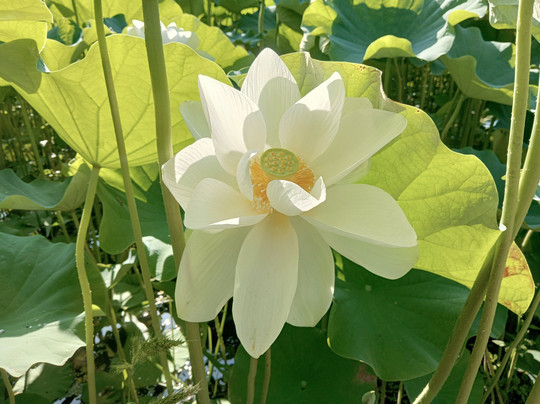 Hanahasu Park-南越前町必去景点