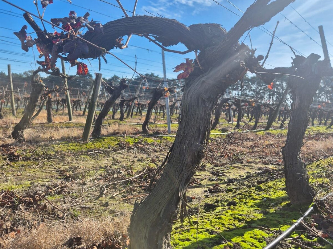 Bodega Garaje Casa Grande-Canelones必去景点