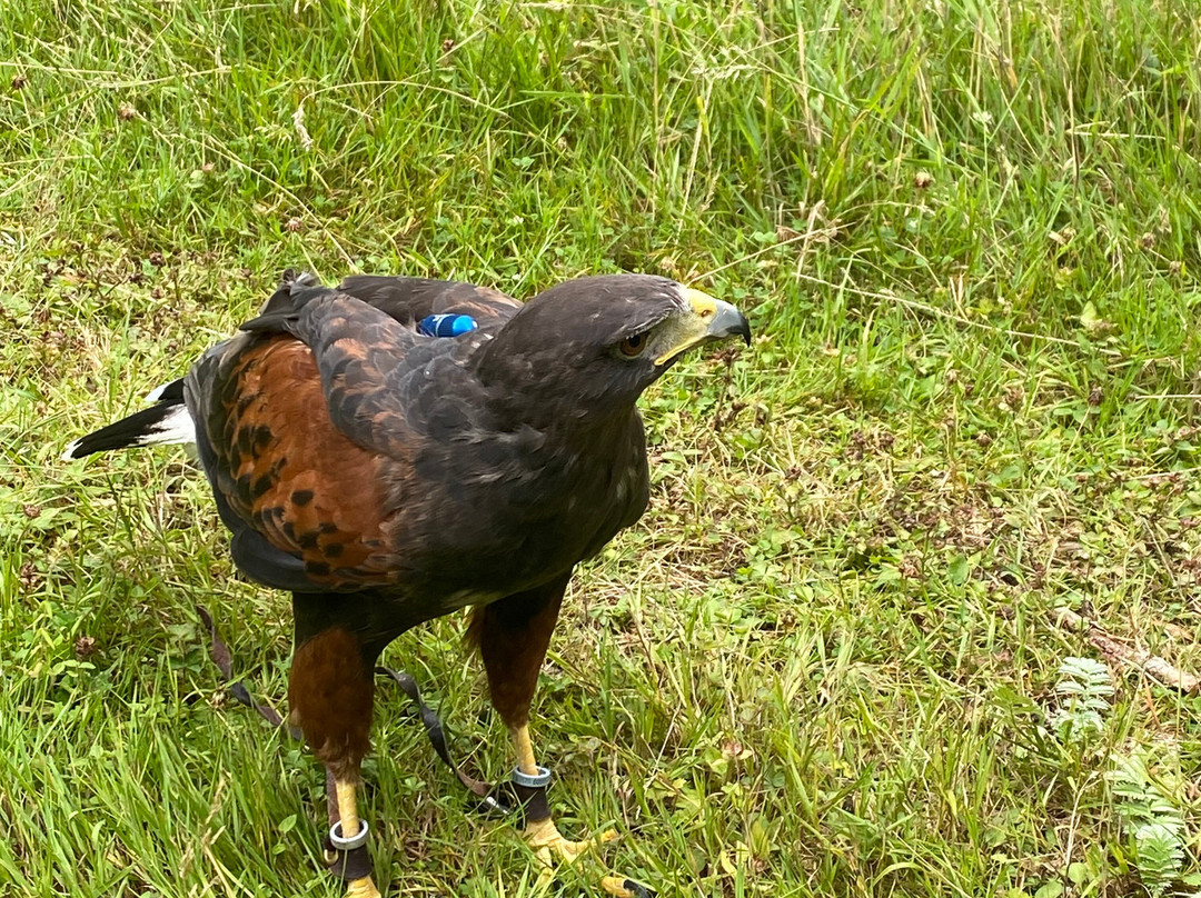 Hampshire Hawk Walks-Alton必去景点