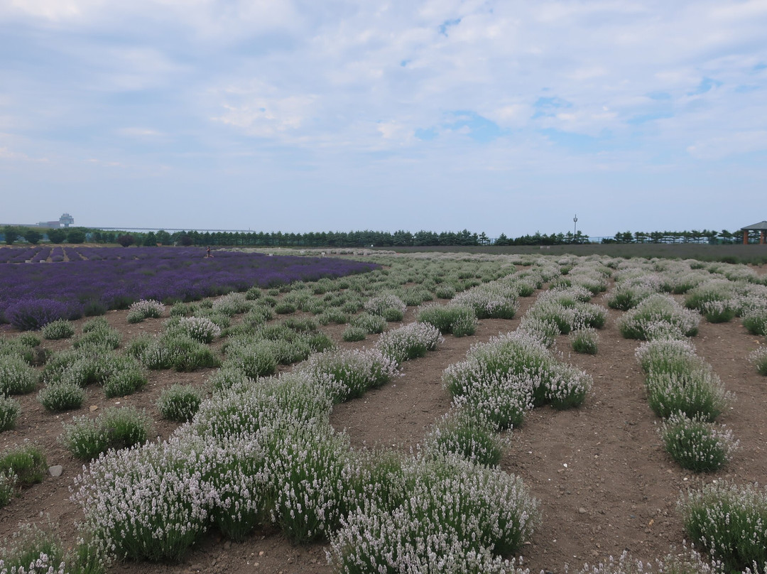 鄂霍次克流冰公园-纹别市必去景点