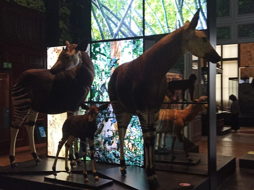 Royal Museum for Central Africa-Tervuren必去景点