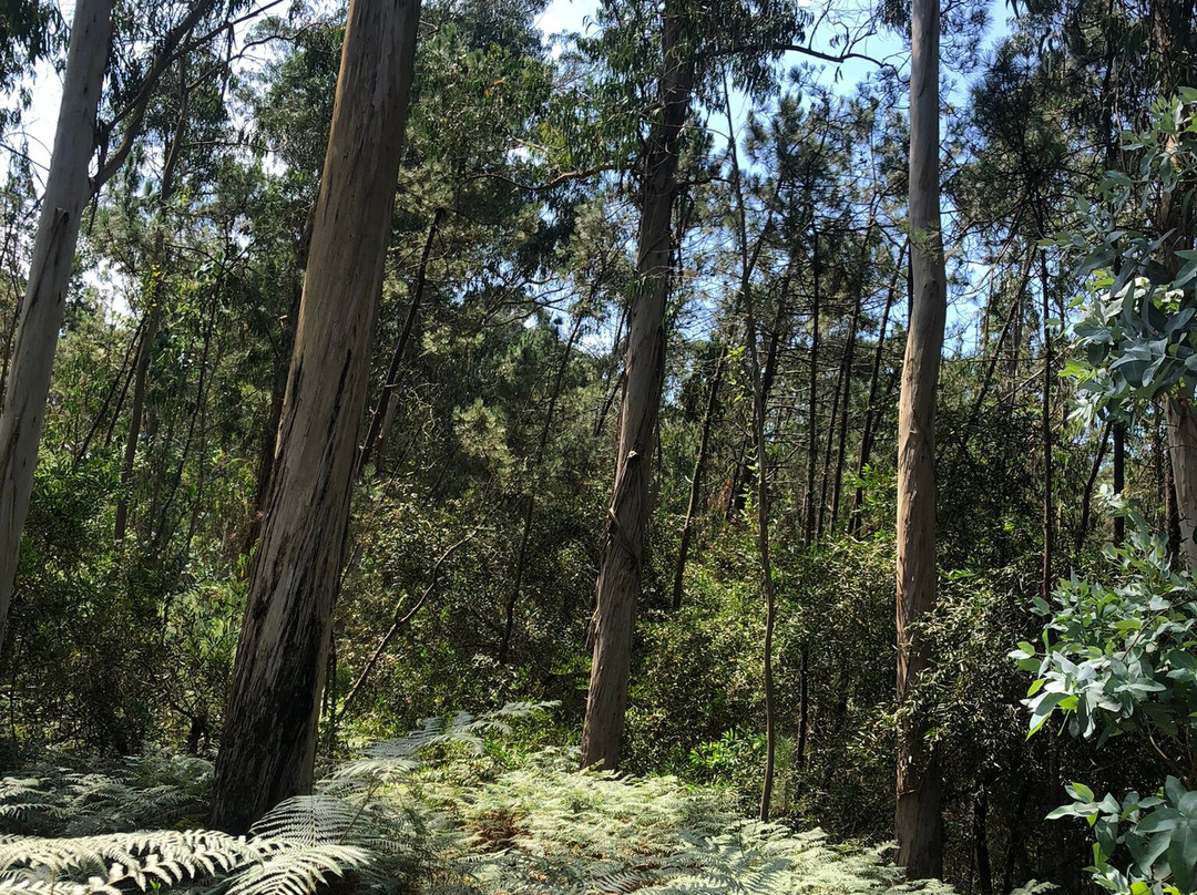 Castro de S. Lourenco-埃斯波森迪必去景点