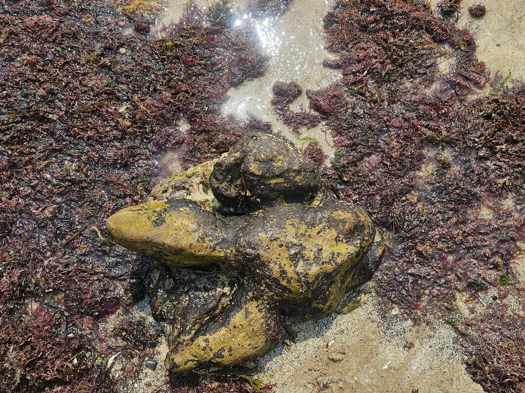 Compton Beach-纽波特必去景点