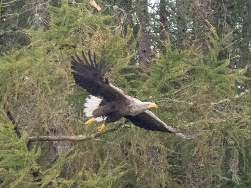 Loch Shiel Cruises-Glenfinnan必去景点