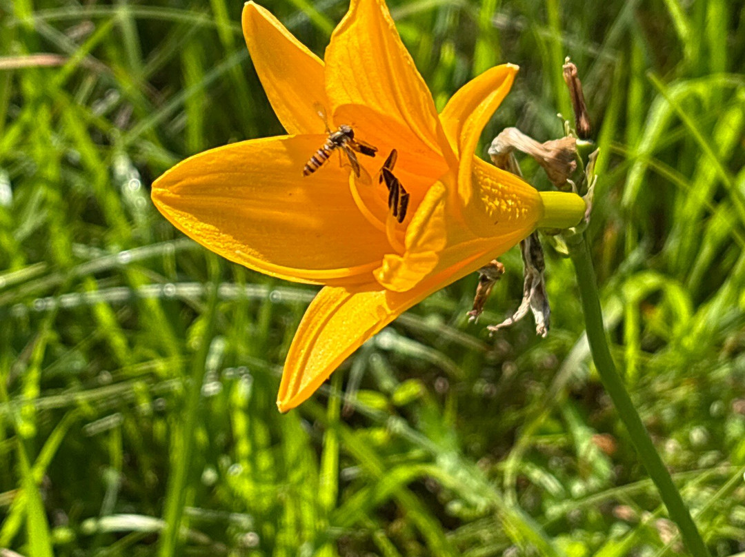 Ozenuma Lake-桧枝岐村必去景点