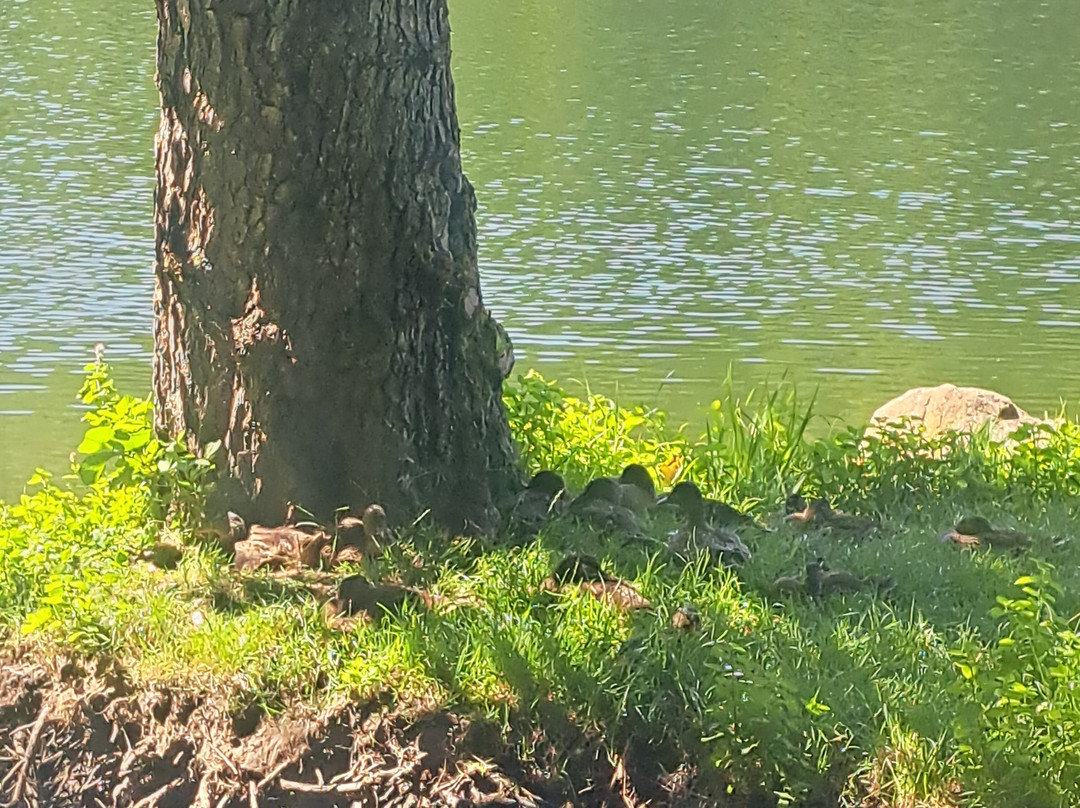 Lago Pontini-Bagno di Romagna必去景点