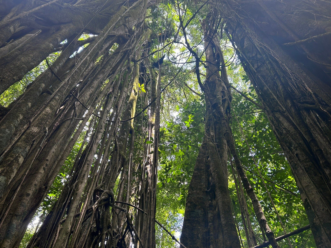 Osa Dreamcatcher Tours-希门尼斯港必去景点