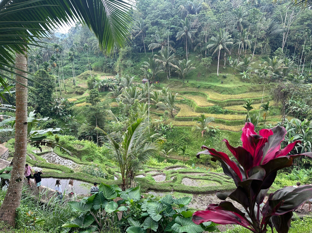 Bali Fascination Tour-Batubulan必去景点