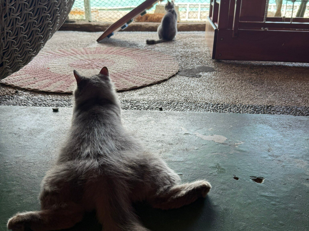 Cat Island Lembongan-蓝梦岛必去景点