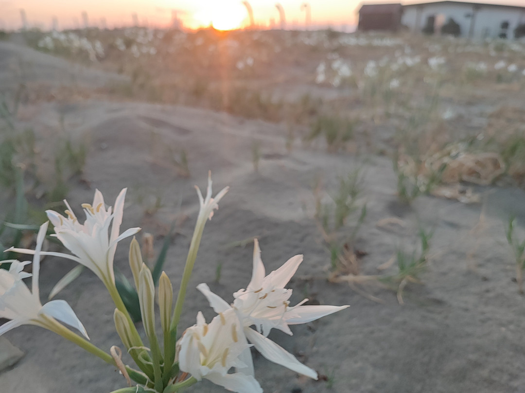 Resort Giglio Di Mare主图